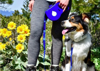 Laisse Rétractable existent 5 en 1 pour Chien et Chiot 1mt
